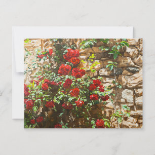 Carte Postale Roses rouges contre un mur de pierre
