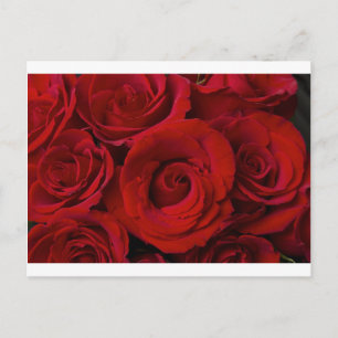 Carte Postale Roses rouges et gouttes d'eau