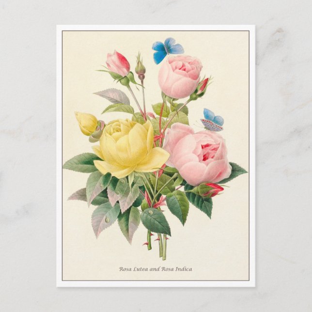 Carte Postale Roses rouges et jaunes par Pierre Joseph Redoute (Devant)