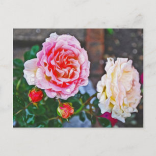 Carte Postale Roses sous la pluie