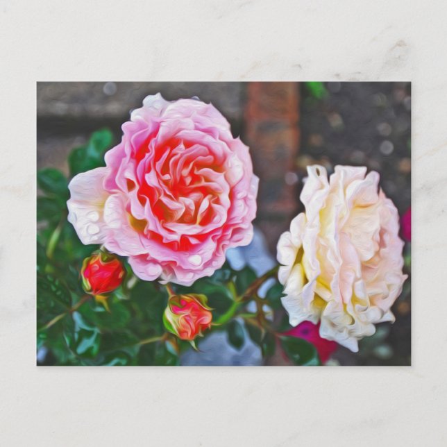 Carte Postale Roses sous la pluie (Devant)