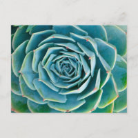 Rosette d'Echeveria, Jardin Secret de Marrakech