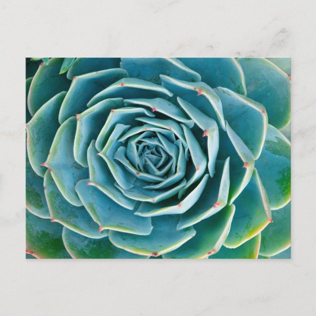 Carte Postale Rosette d'Echeveria, Jardin Secret de Marrakech (Devant)