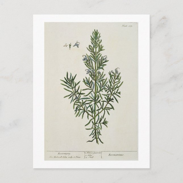 Carte Postale Rosmarinus Officinalis, de 'A Curious Herbal', 1 (Devant)