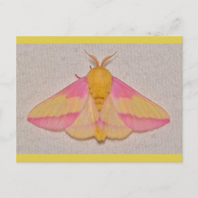 Carte Postale Rosy Maple Moth (Devant)