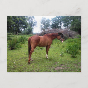 Carte Postale Rotthorse