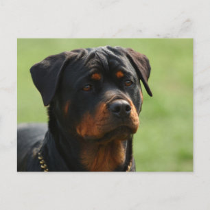 Carte Postale Rottweiler