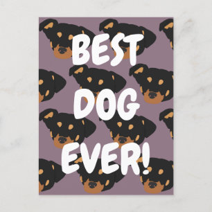 Carte Postale Rottweiler 