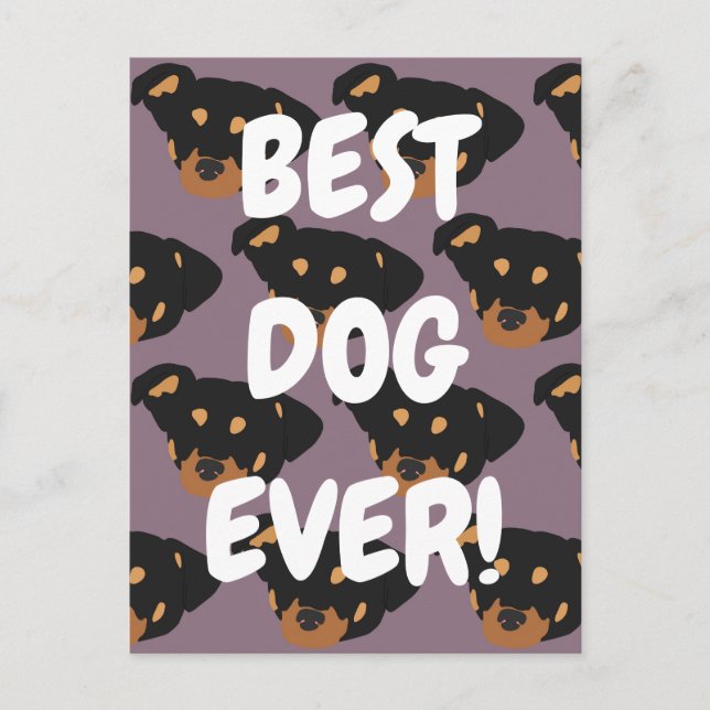 Carte Postale Rottweiler  (Devant)