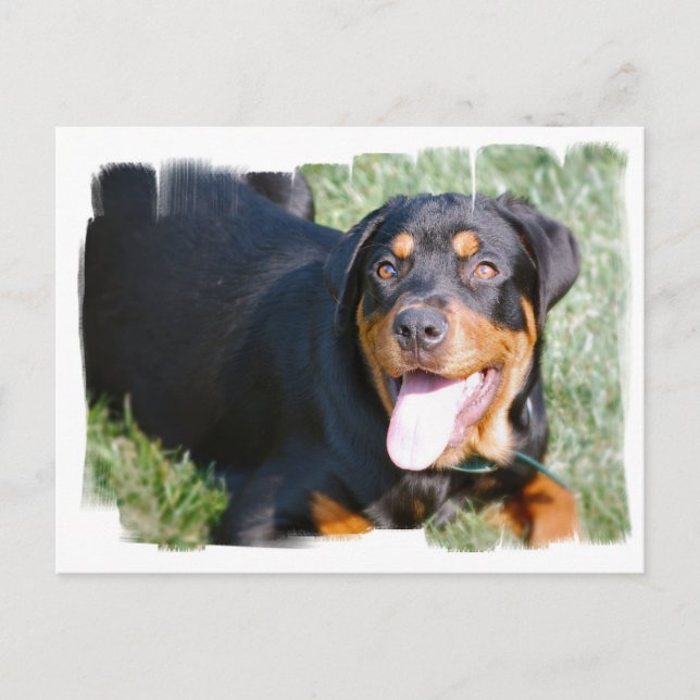 Carte postale Rottweiler (Devant)