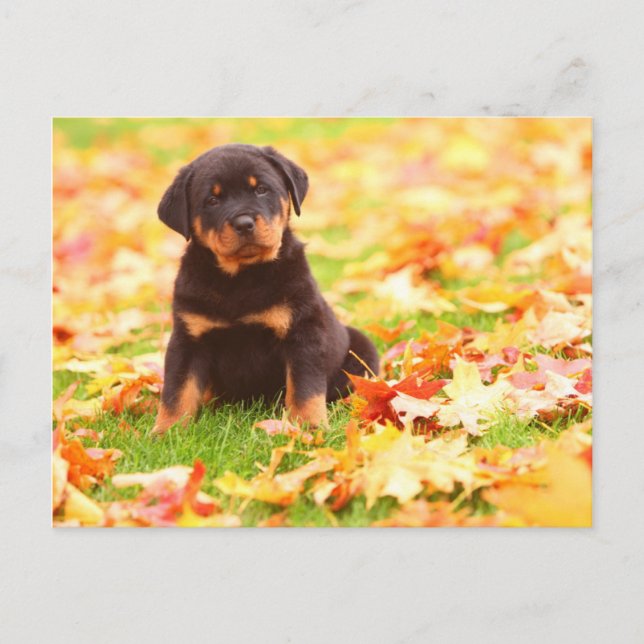 Carte Postale Rottweiler Chiot Assis Dans Les Feuilles D'Automne (Devant)