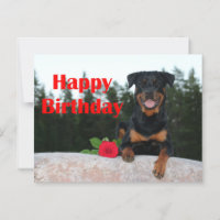 rottweiler joyeux anniversaire