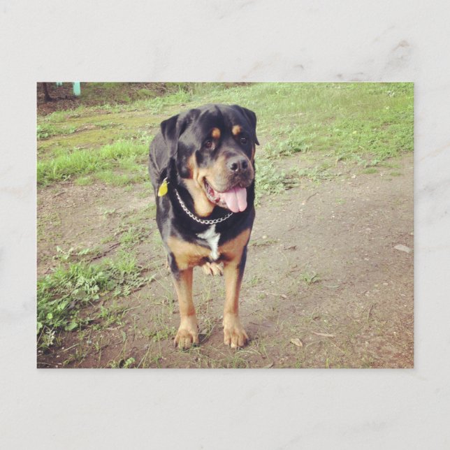 Carte Postale rottweiler plein (Devant)