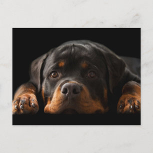 Carte Postale Rottweiler Puppy Dog Greeting