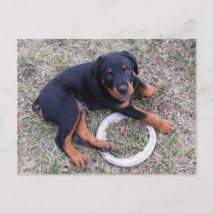 Carte Postale Rottweiler Puppy "Innocent"