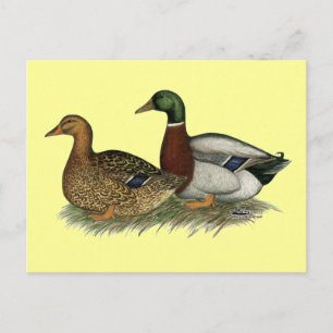 Carte Postale Rouen Ducks