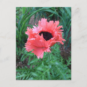 Carte Postale "Rouffes roses" POPPY Oriental —