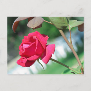 Carte Postale Rouge