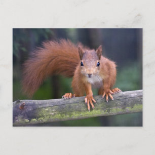 Carte postale rouge bébé