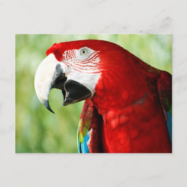 Carte Postale Rouge brillant (Devant)