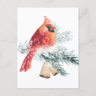 Carte Postale Rouge Cardinal Snowy Blue Spruce Branch Winter Sce