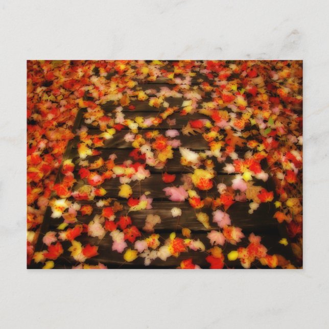 Carte Postale Rouge clair Jaune d'automne Maple Feuilles (Devant)