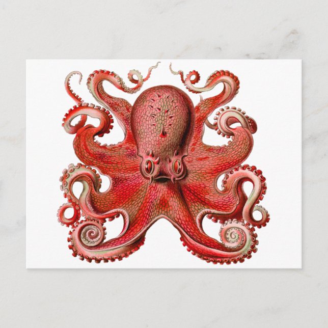 Carte Postale Rouge de poulpe de Haeckel (Devant)