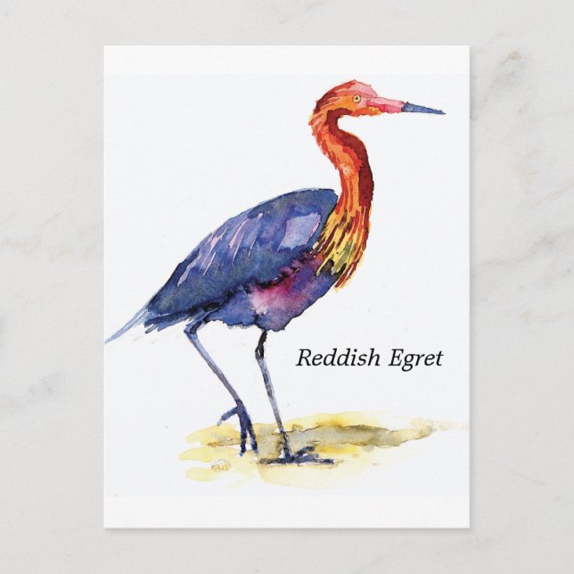 Carte postale rouge Egret (Devant)