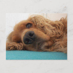 Carte Postale rouge english cocker spaniel 2.png