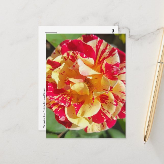 Carte postale rouge et jaune variée (Devant/Arrière en situation)