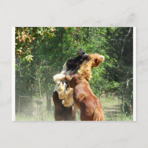 Carte Postale Rouge et tango en jeu