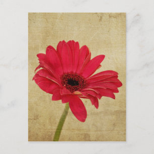 Carte postale rouge Gerbera Flower