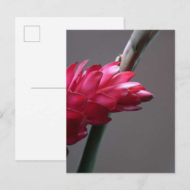 Carte postale Rouge Ginger Flower (Devant / Derrière)