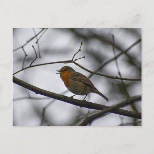 Carte Postale Rouge-gorge