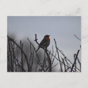 Carte Postale Rouge-gorge