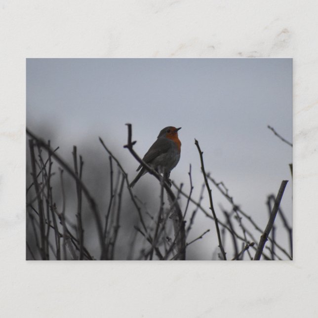 Carte Postale Rouge-gorge  (Devant)