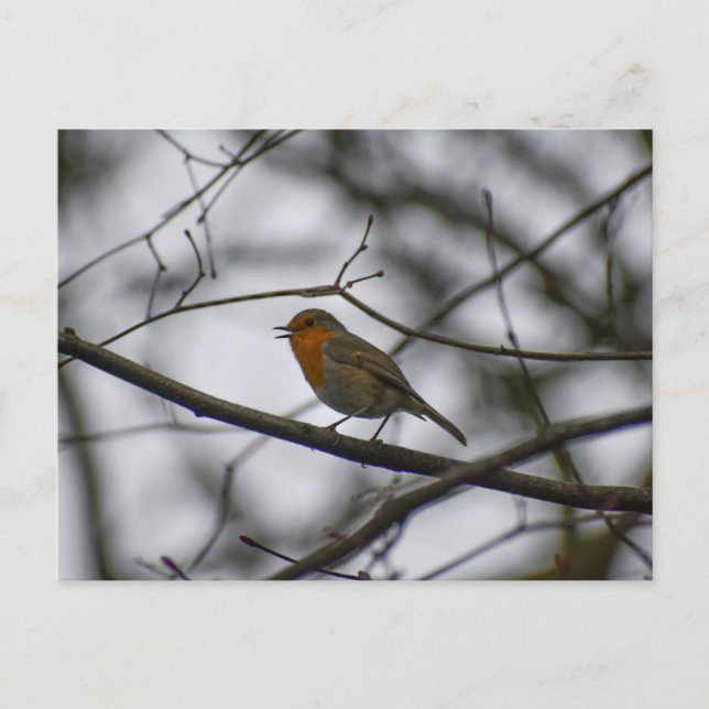 Carte Postale Rouge-gorge  (Devant)