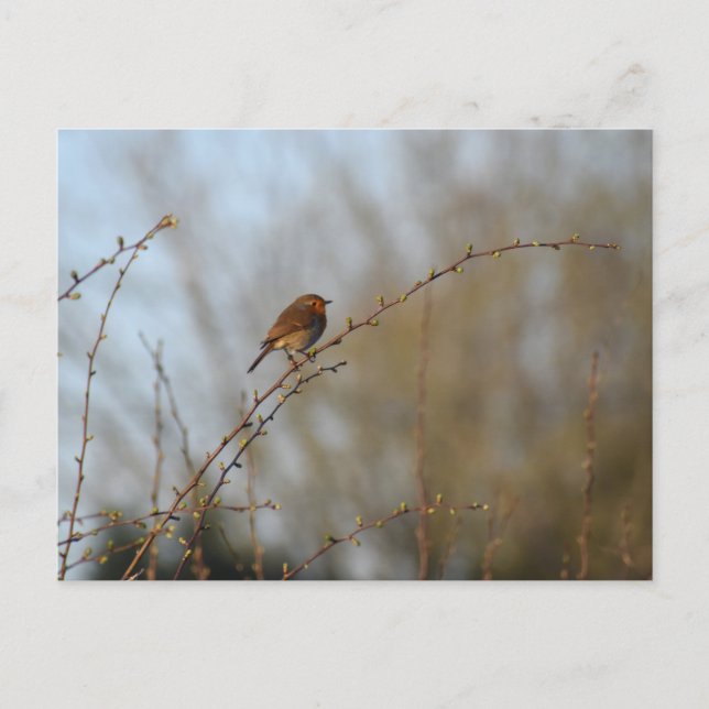 Carte Postale Rouge-gorge  (Devant)