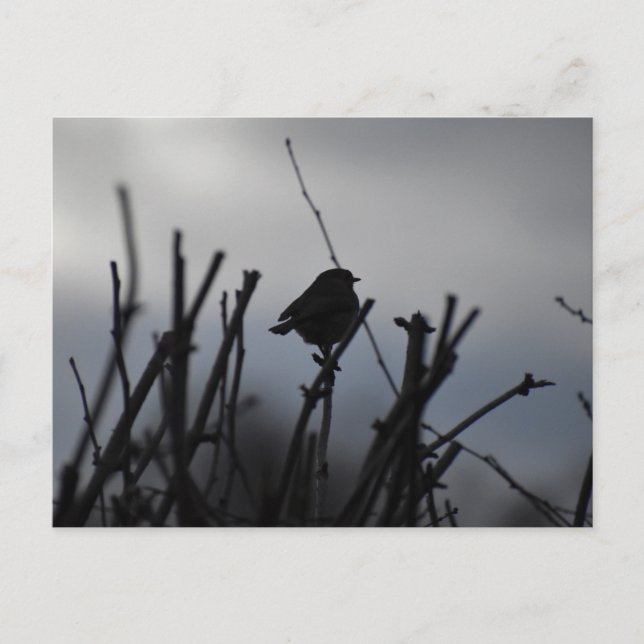 Carte Postale Rouge-gorge  (Devant)