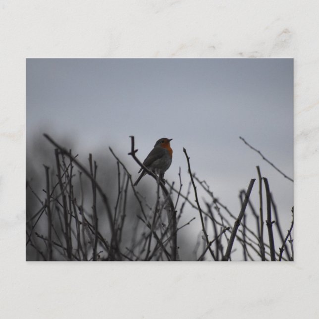 Carte Postale Rouge-gorge (Devant)