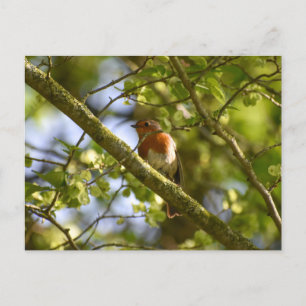 Carte Postale Rouge-gorge