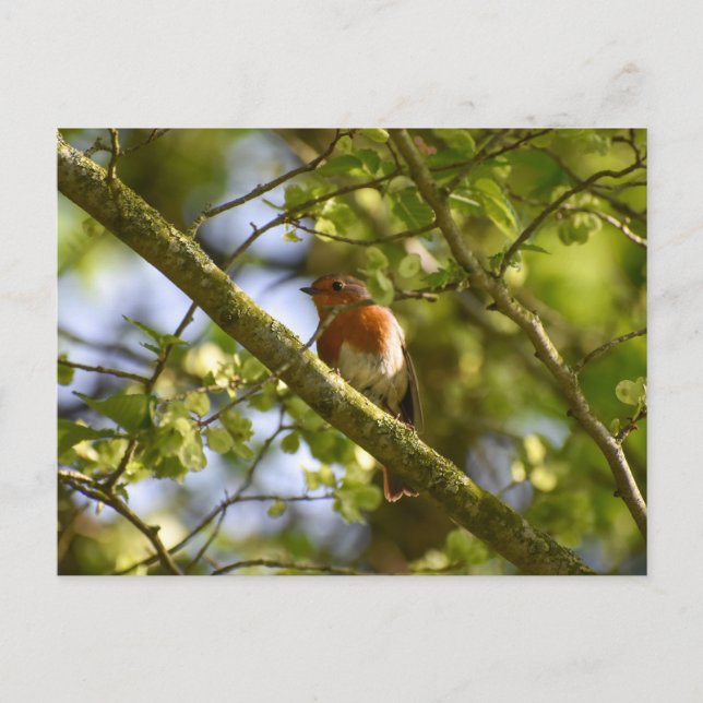 Carte Postale Rouge-gorge (Devant)