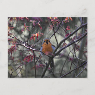 Carte Postale Rouge-gorge