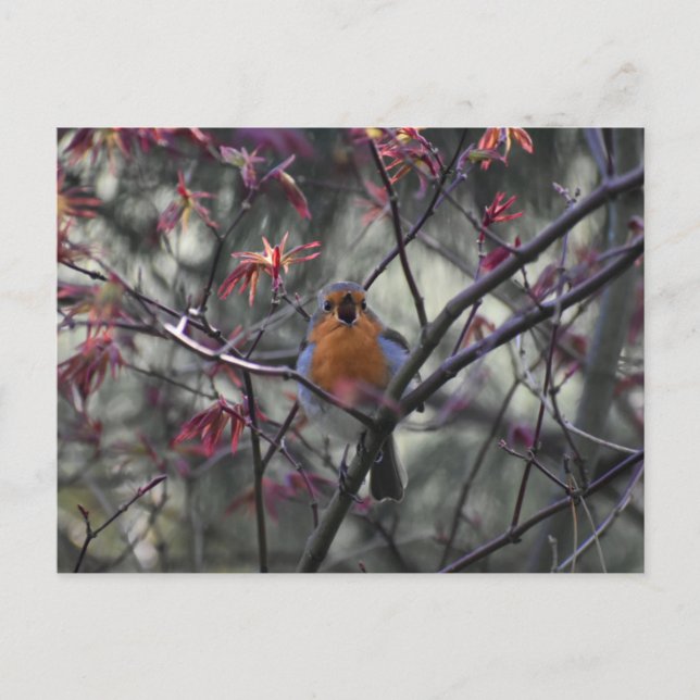 Carte Postale Rouge-gorge  (Devant)