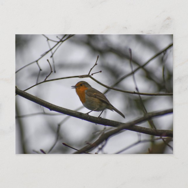 Carte Postale Rouge-gorge  (Devant)
