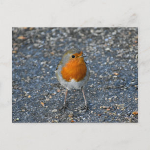 Carte Postale Rouge-gorge
