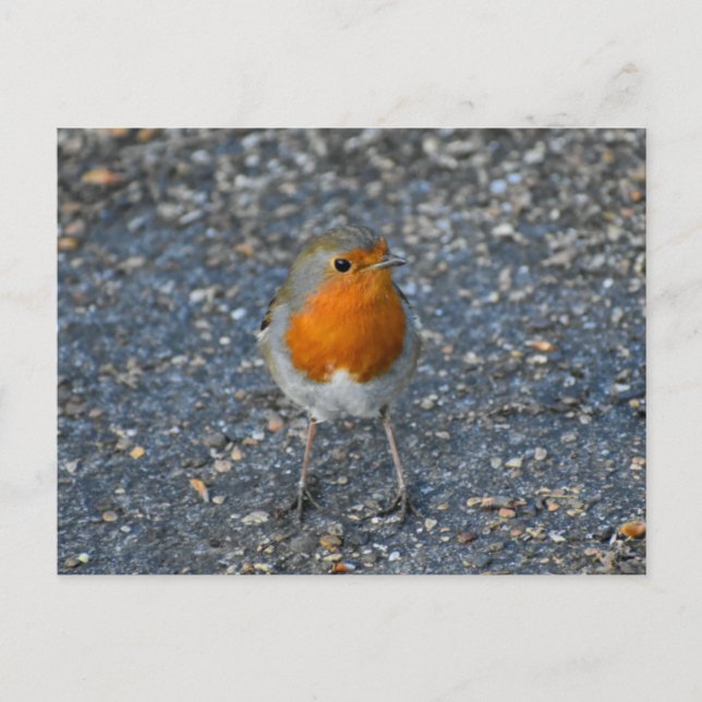 Carte Postale Rouge-gorge  (Devant)
