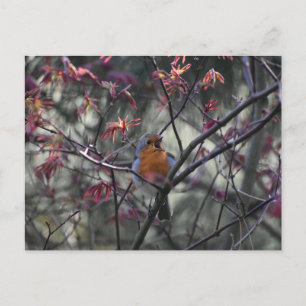 Carte Postale Rouge-gorge