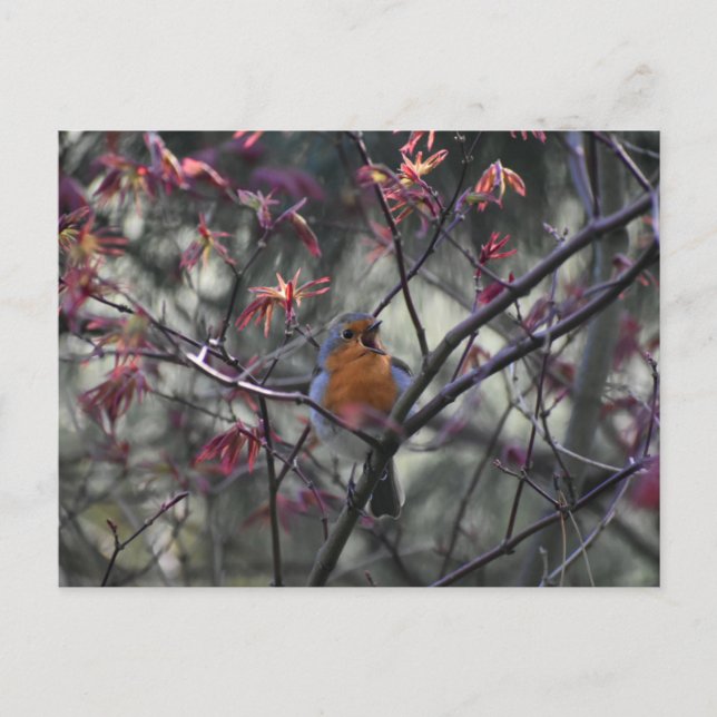 Carte Postale Rouge-gorge  (Devant)
