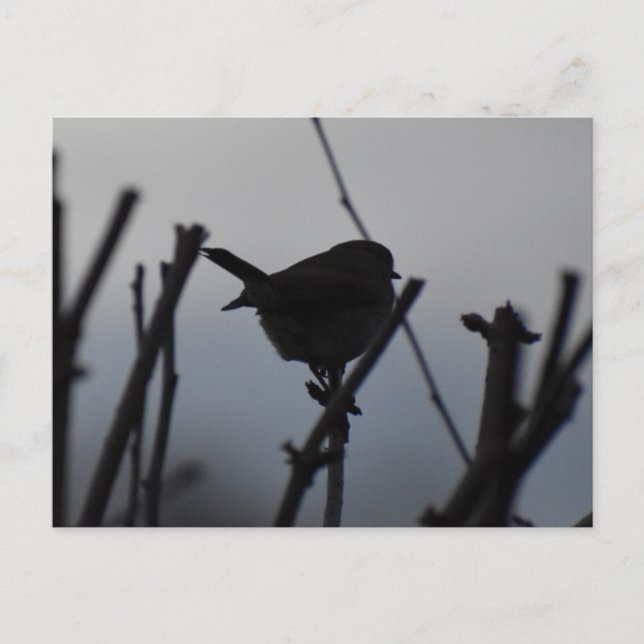 Carte Postale Rouge-gorge  (Devant)